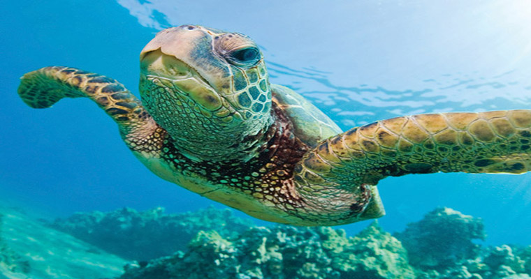 Akumal Snorkel with Sea Turtles 