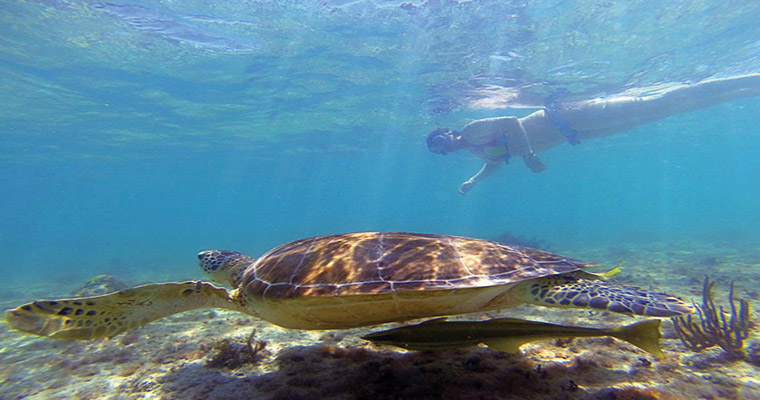 Akumal Snorkel with Sea Turtles 