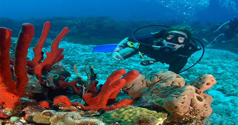 Scuba Dive Package D 