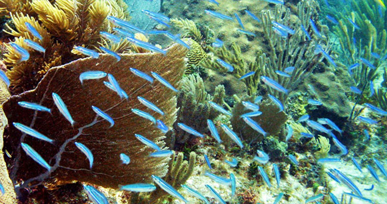 Scuba 1 Tank Cancun 