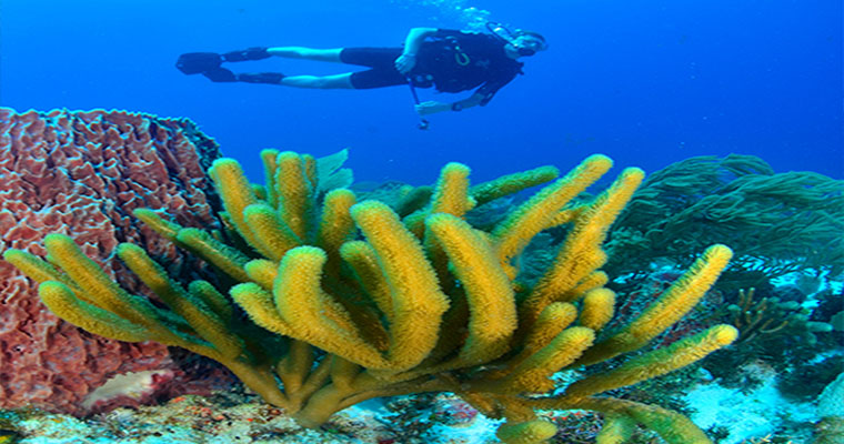 Snorkel in Cozumel with Scuba Cancun 