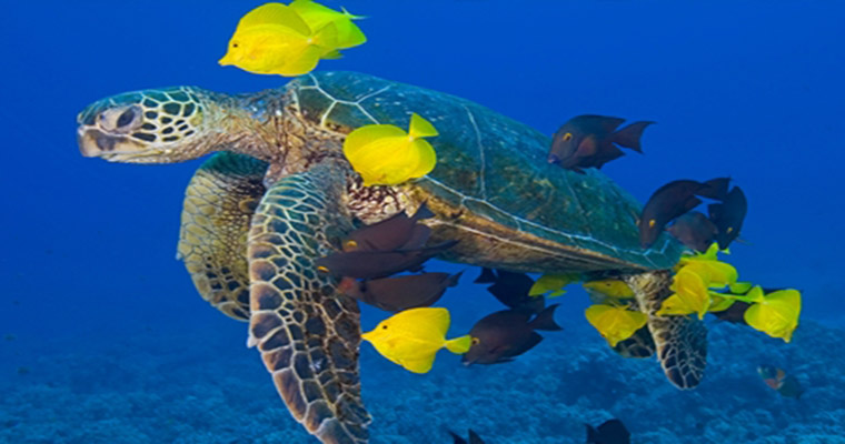 Akumal Snorkel with Sea Turtles 