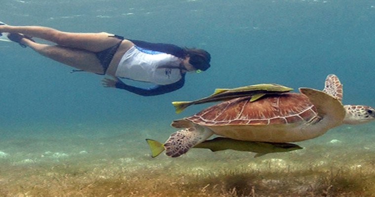 Akumal Snorkel with Sea Turtles 