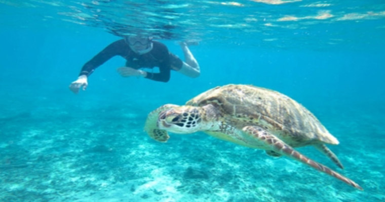 Akumal Snorkel with Sea Turtles 