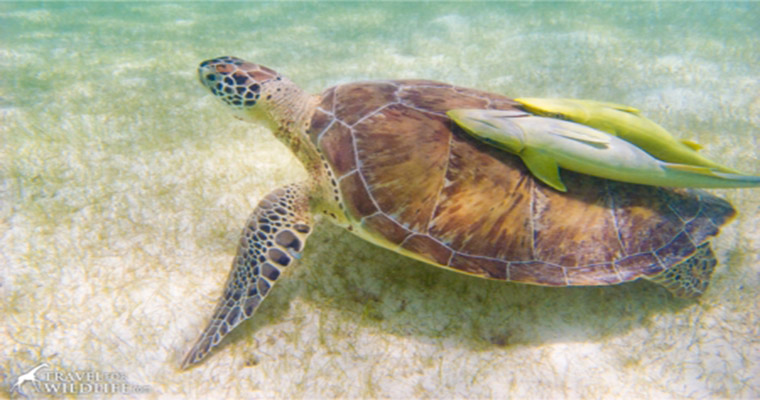 Akumal Snorkel with Sea Turtles 