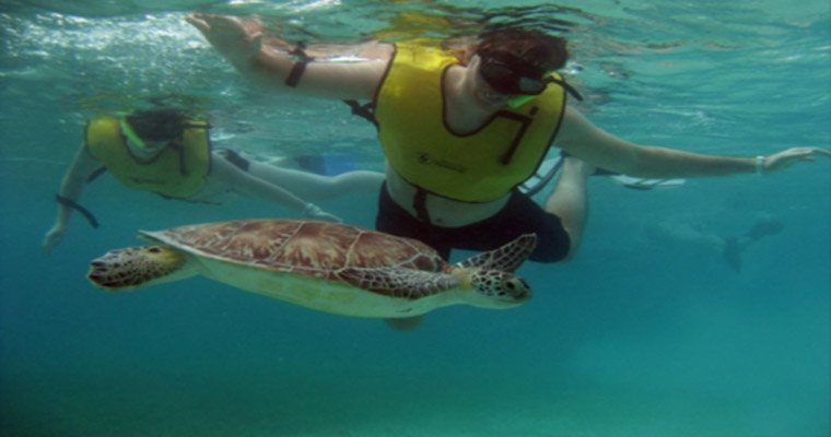 Akumal Snorkel with Sea Turtles 