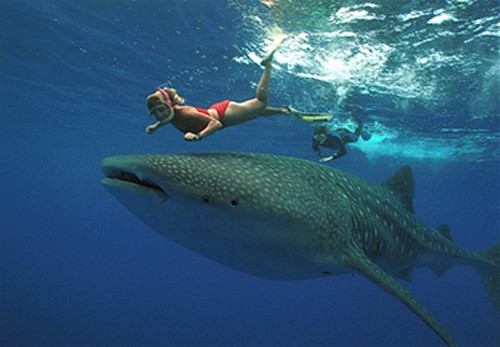 Whale Shark Snorkel